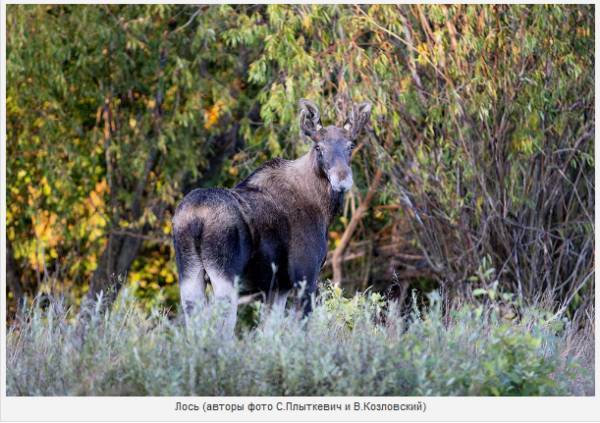 Дикий мир белорусской части зоны отчуждения – фоторепортаж из ПГРЭЗ