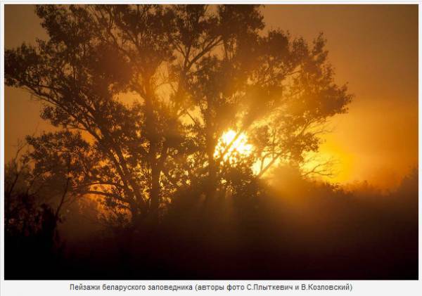 Дикий мир белорусской части зоны отчуждения – фоторепортаж из ПГРЭЗ