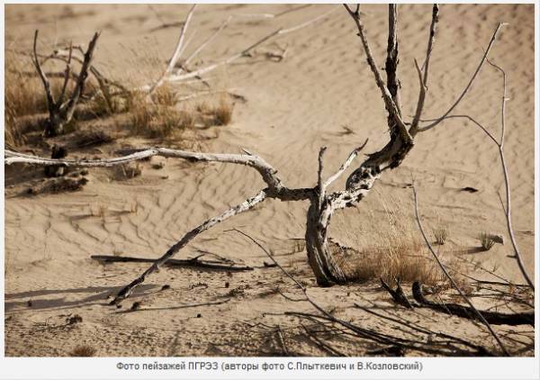 Дикий мир белорусской части зоны отчуждения – фоторепортаж из ПГРЭЗ