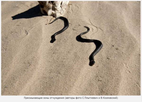 Дикий мир белорусской части зоны отчуждения – фоторепортаж из ПГРЭЗ