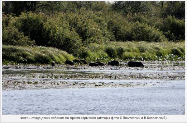 Дикий мир белорусской части зоны отчуждения – фоторепортаж из ПГРЭЗ