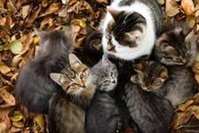 Фауна и флора Чернобыля. Фауна и флора Чернобыля.