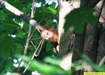 Фауна и флора Чернобыля. Фауна и флора Чернобыля.