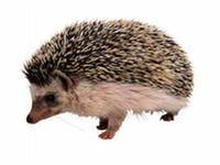 Фауна и флора Чернобыля. Фауна и флора Чернобыля.