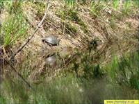 Фауна и флора Чернобыля. Фауна и флора Чернобыля.