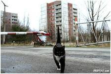 Фауна и флора Чернобыля. Фауна и флора Чернобыля.