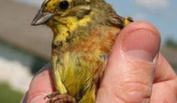 Фауна и флора Чернобыля. Фауна и флора Чернобыля.