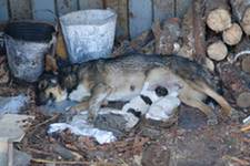 Фауна и флора Чернобыля. Фауна и флора Чернобыля.