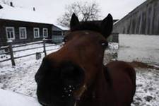 Фауна и флора Чернобыля. Фауна и флора Чернобыля.