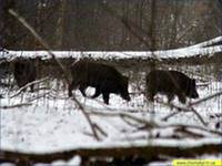 Фауна и флора Чернобыля. Фауна и флора Чернобыля.