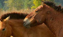 Фауна и флора Чернобыля. Фауна и флора Чернобыля.