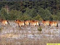 Фауна и флора Чернобыля. Фауна и флора Чернобыля.