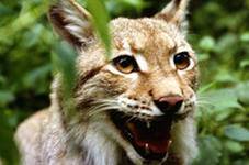 Фауна и флора Чернобыля. Фауна и флора Чернобыля.