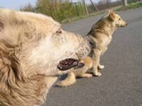 Фауна и флора Чернобыля. Фауна и флора Чернобыля.