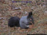 Фауна и флора Чернобыля. Фауна и флора Чернобыля.