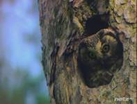 Фауна и флора Чернобыля. Фауна и флора Чернобыля.