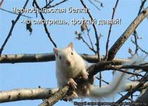 Фауна и флора Чернобыля. Фауна и флора Чернобыля.