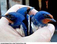 Фауна и флора Чернобыля. Фауна и флора Чернобыля.