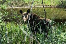 Фауна и флора Чернобыля. Фауна и флора Чернобыля.