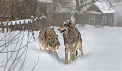 Фильм Радиоактивные волки Чернобыля 