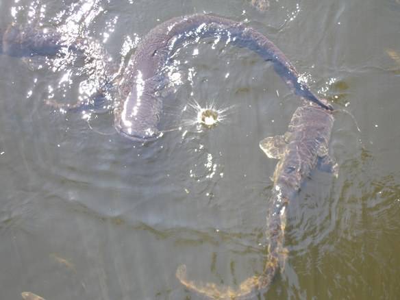 Фотоэкскурсия в Зону Отчуждения.