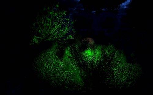 Фотоохота по Зоне. АМК (Обзор модов, новый мод АМК 2.0)