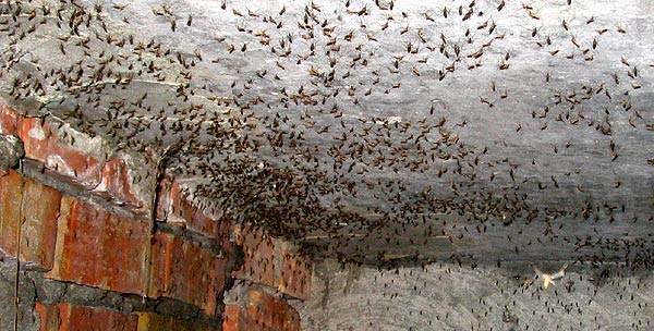 Подземная Припять – подвалы и подземелья брошенного города. Фото.