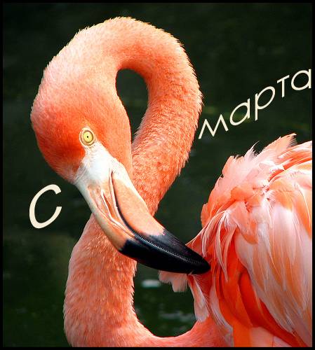 ПОЗДРАВЛЯЮ ВСЕХ СТАЛКЕРШ С 8 МАРТА !!!!!!