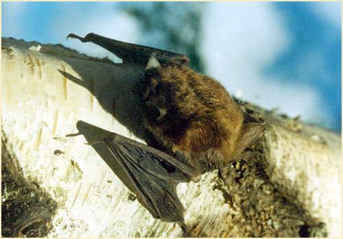 Припять востанавливается