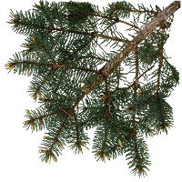 Проект "Экология ЧЗО", Выпуск №1 "Чернобыльский гербарий"