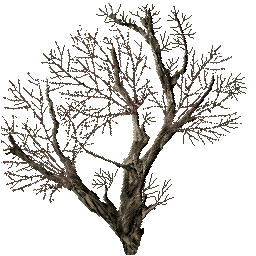 Проект "Экология ЧЗО", Выпуск №1 "Чернобыльский гербарий"