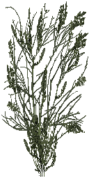 Проект "Экология ЧЗО", Выпуск №1 "Чернобыльский гербарий"