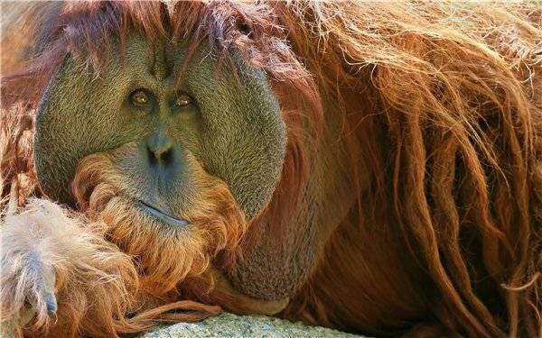 Самые короткие в мире рассказы