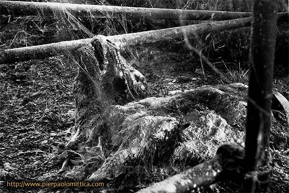 Зона отчуждения АЭС Фукусима-1 – состояние территории после полугодовой изоляции Зона отчуждения АЭС Фукусима-1 – состояние территории после полугодовой изоляции