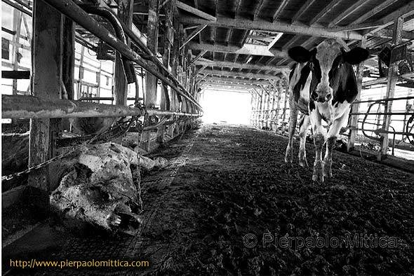 Зона отчуждения АЭС Фукусима-1 – состояние территории после полугодовой изоляции Зона отчуждения АЭС Фукусима-1 – состояние территории после полугодовой изоляции